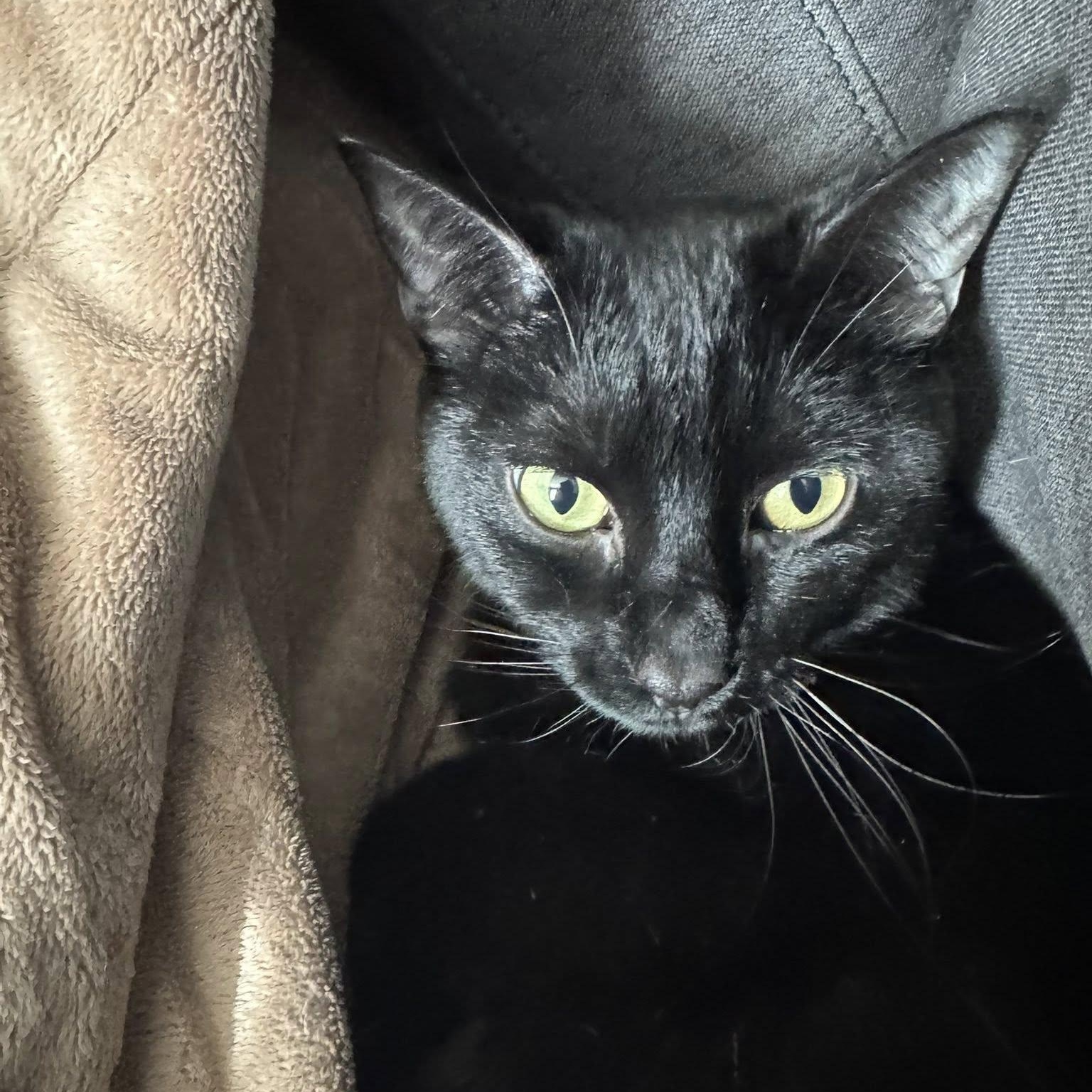 Lulu, ADOPTABLE, Adult Female Domestic Short Hair.