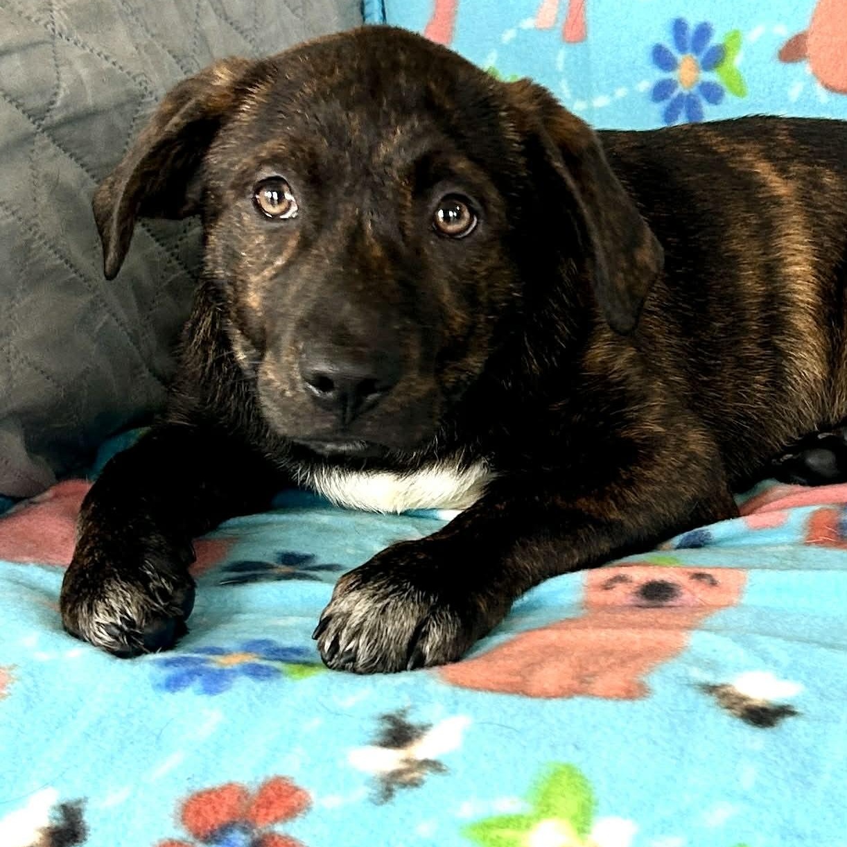 Chalupa, Adoptable, Puppy Male Shepherd & Labrador Retriever.
