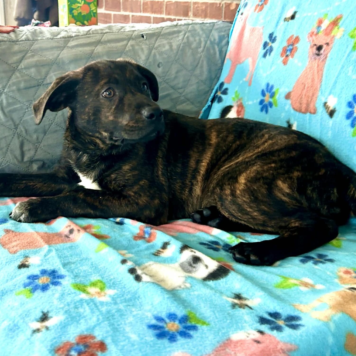 Enlarge Chalupa, a Adoptable mixed breed in Manchester, CT image 3/5