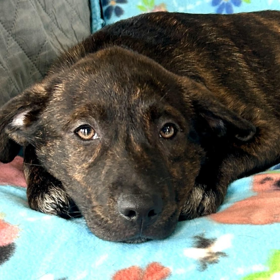 Enlarge Chalupa, a Adoptable mixed breed in Manchester, CT image 2/5