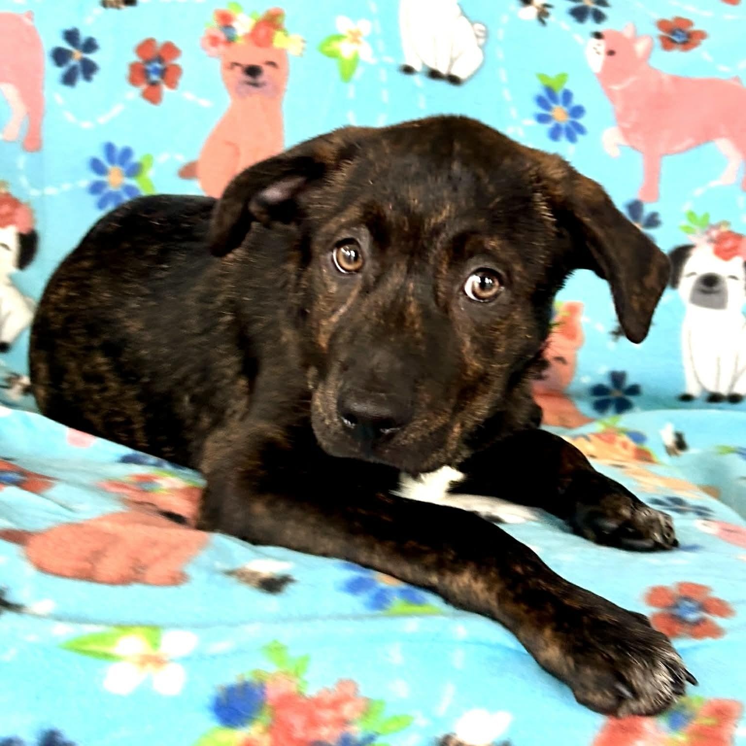 Enlarge Chalupa, a Adoptable mixed breed in Manchester, CT image 4/5