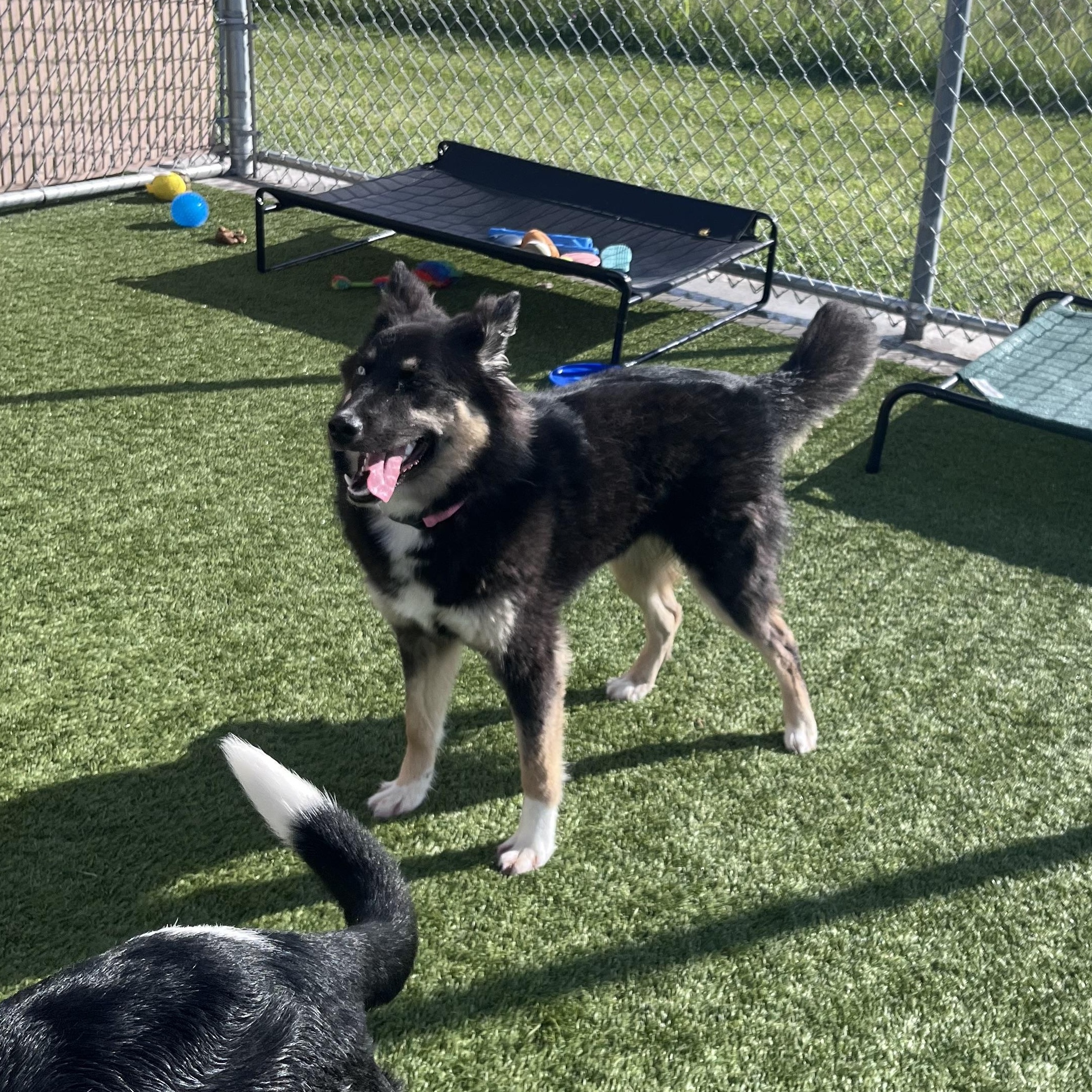 Enlarge Shelby, an adopted mixed breed in Liberty, MO image 4/6