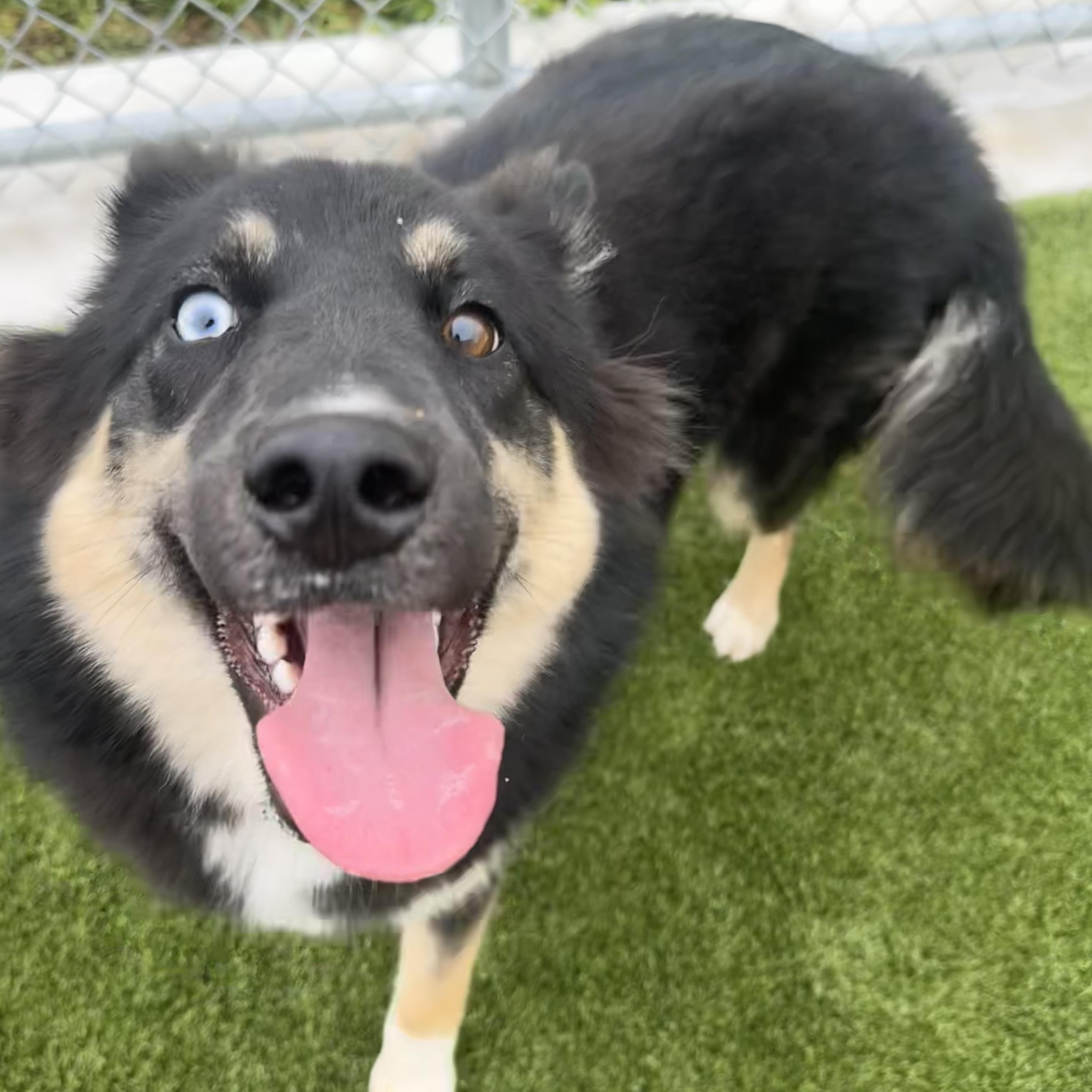 Shelby, adopted, Puppy Female Husky & Rough Collie.