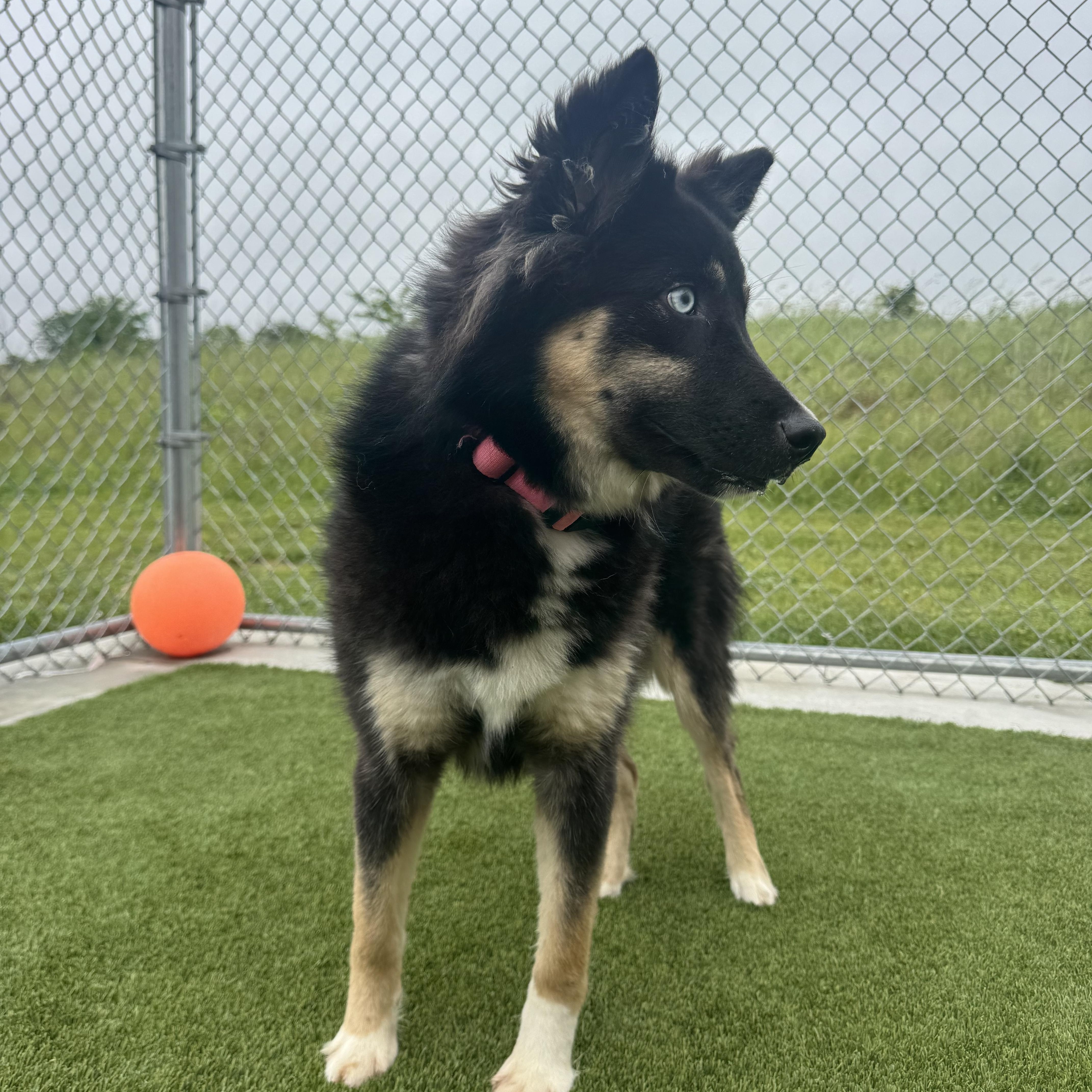 Enlarge Shelby, an adopted mixed breed in Liberty, MO image 3/6