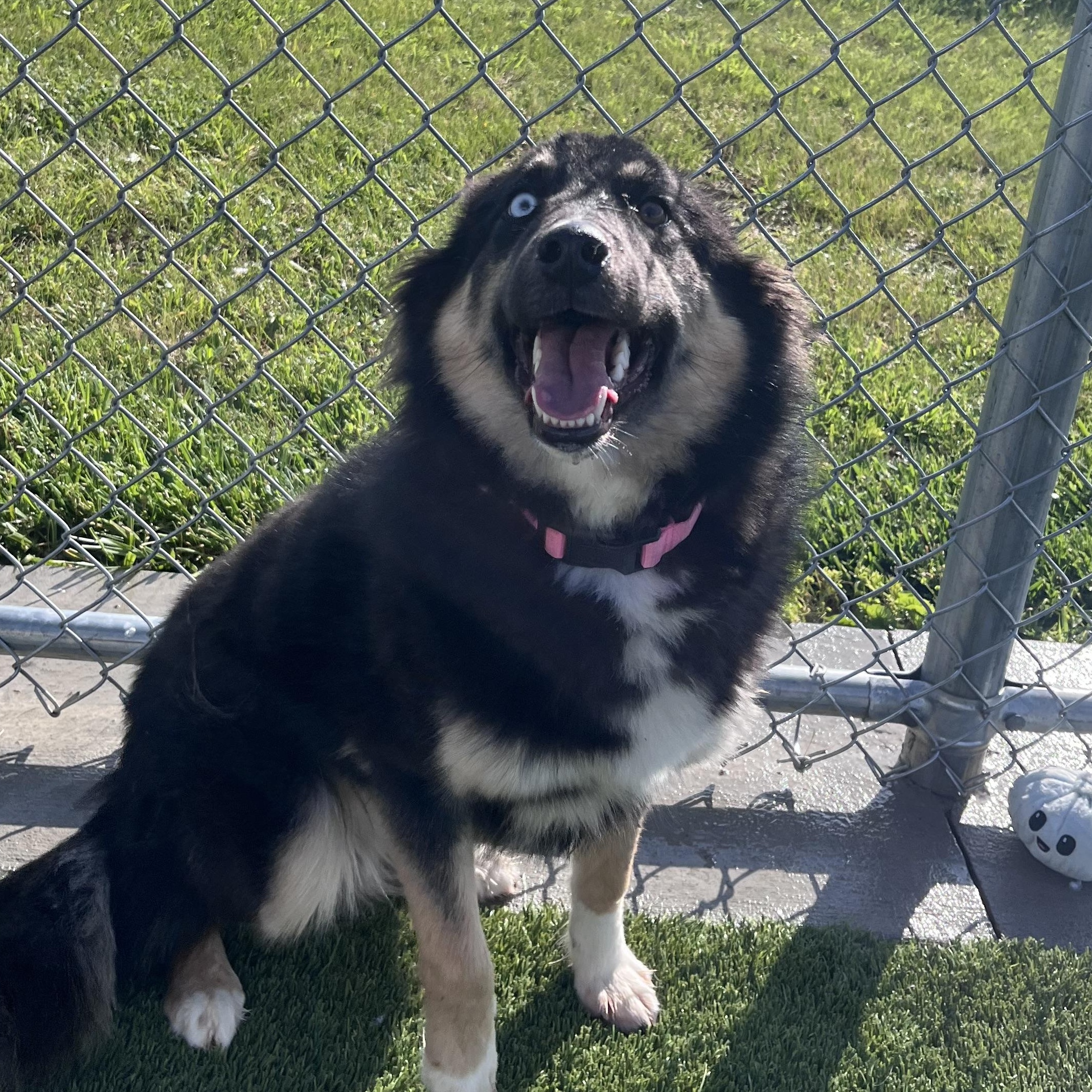 Enlarge Shelby, an adopted mixed breed in Liberty, MO image 6/6