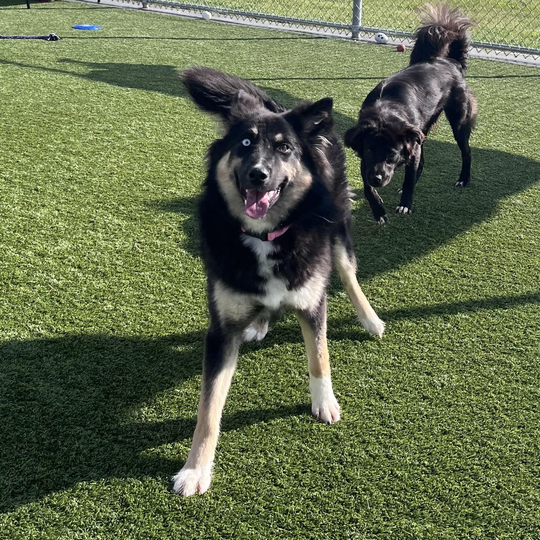 Enlarge Shelby, an adopted mixed breed in Liberty, MO image 5/6