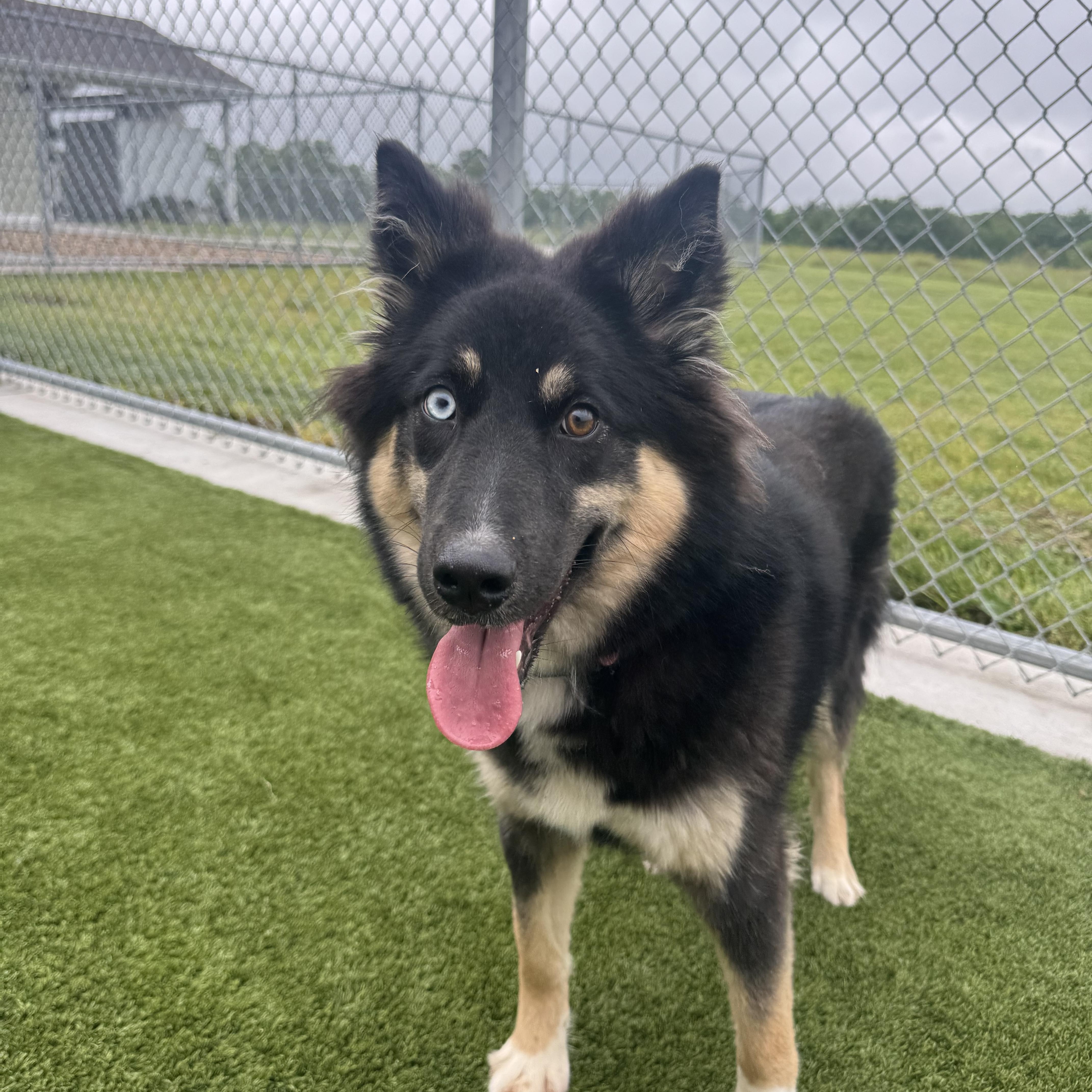 Enlarge Shelby, an adopted mixed breed in Liberty, MO image 2/6