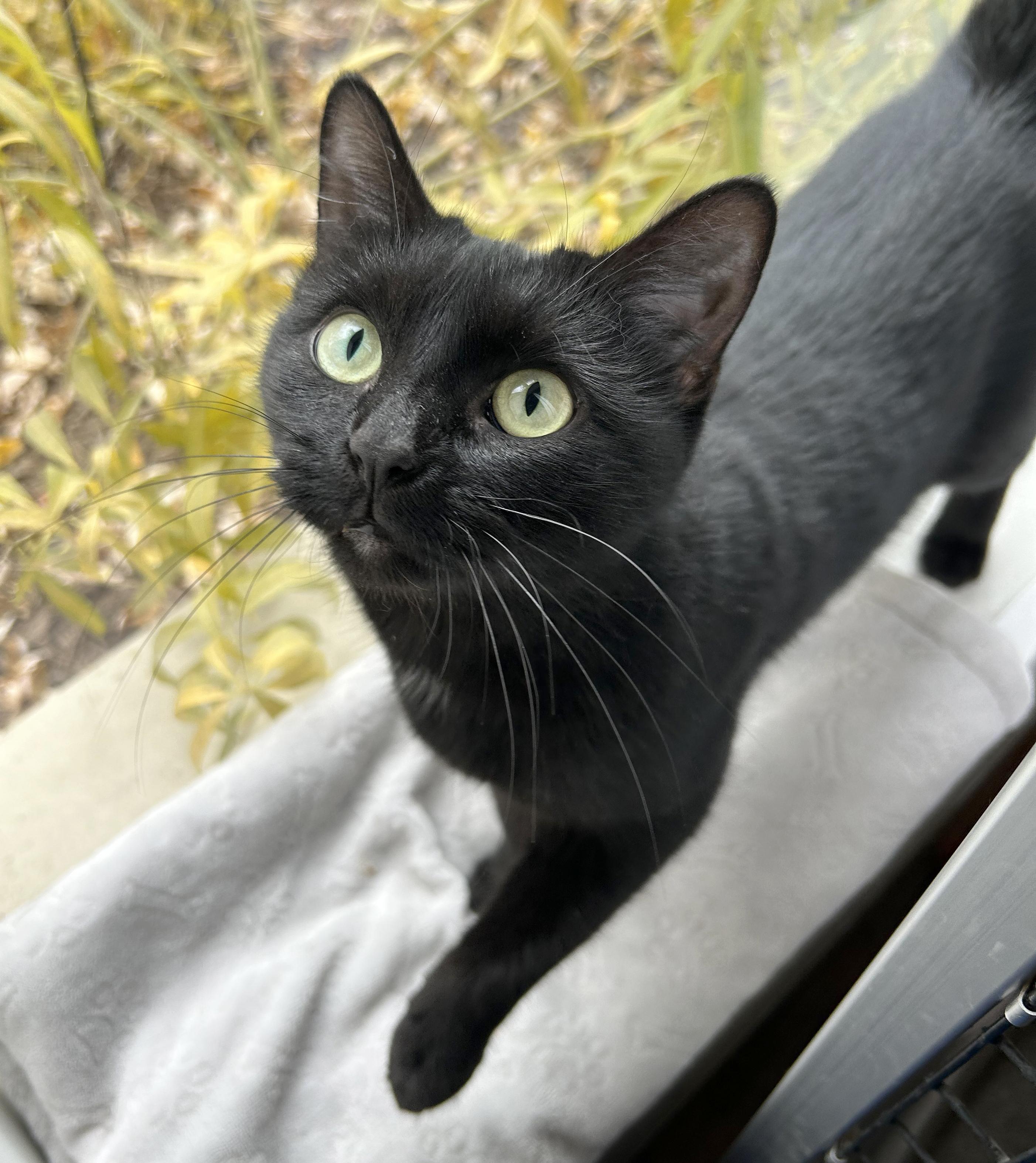 Enlarge Jit, a Adoptable Domestic Short Hair in Parkville, MO image 6/6