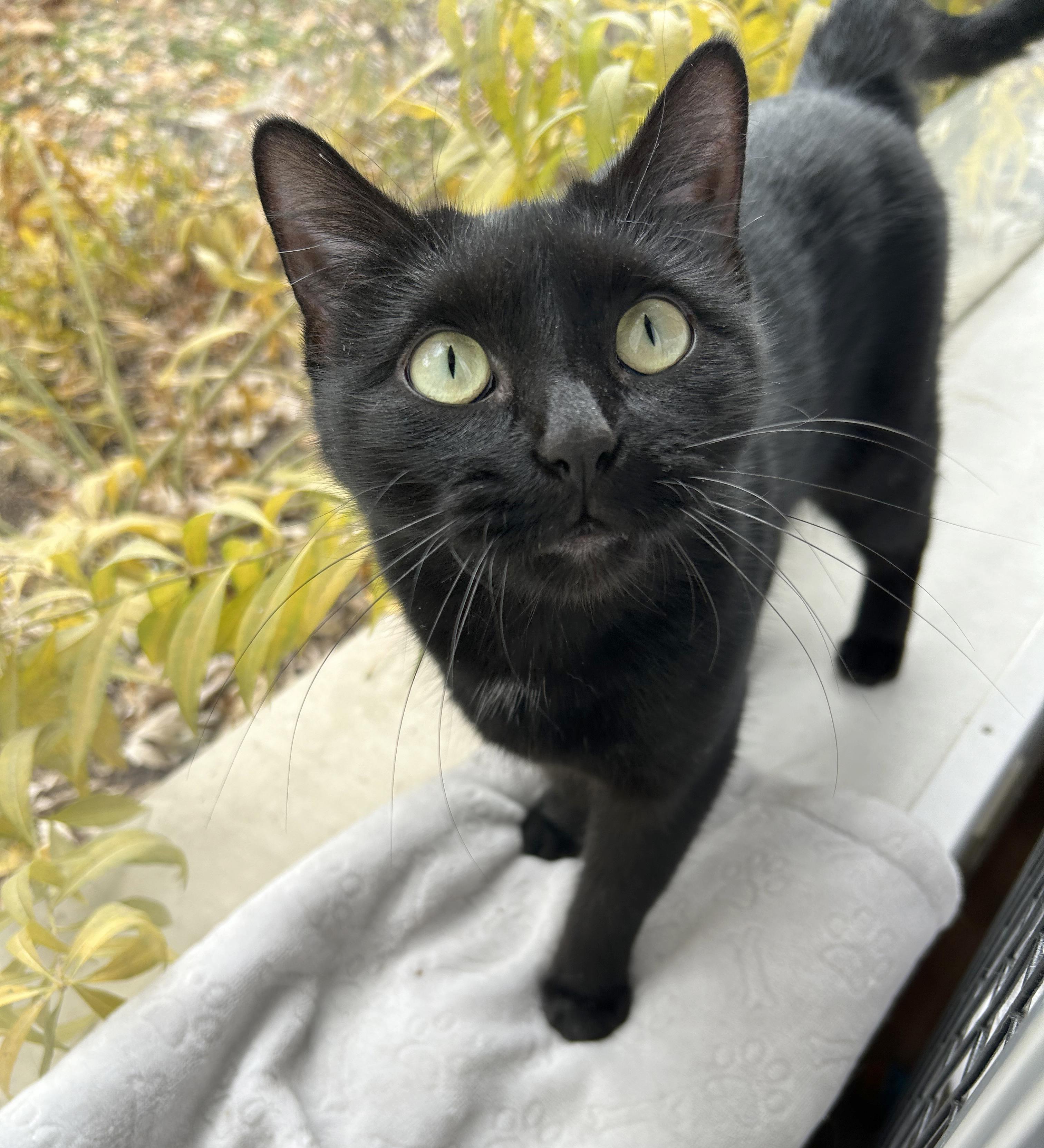 Enlarge Jit, a Adoptable Domestic Short Hair in Parkville, MO image 2/6