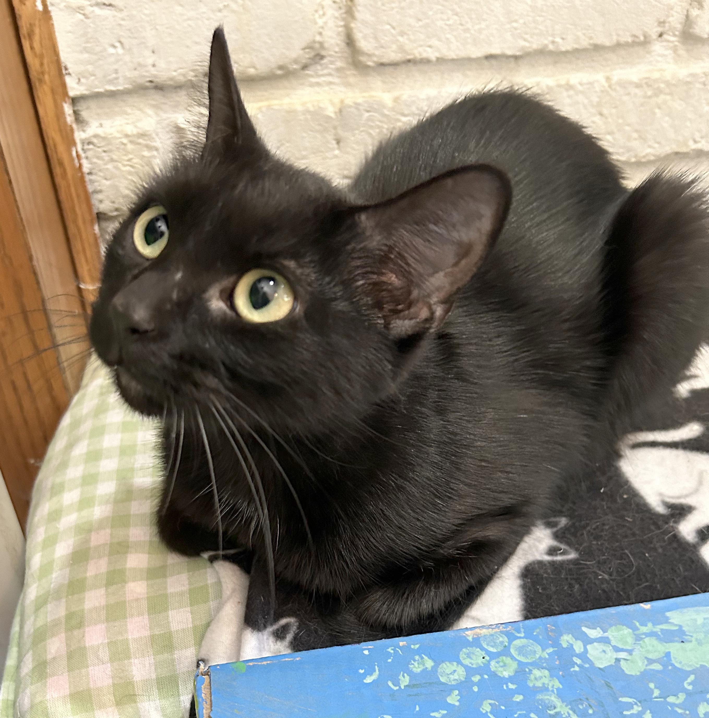 Enlarge Jit, a Adoptable Domestic Short Hair in Parkville, MO image 4/6