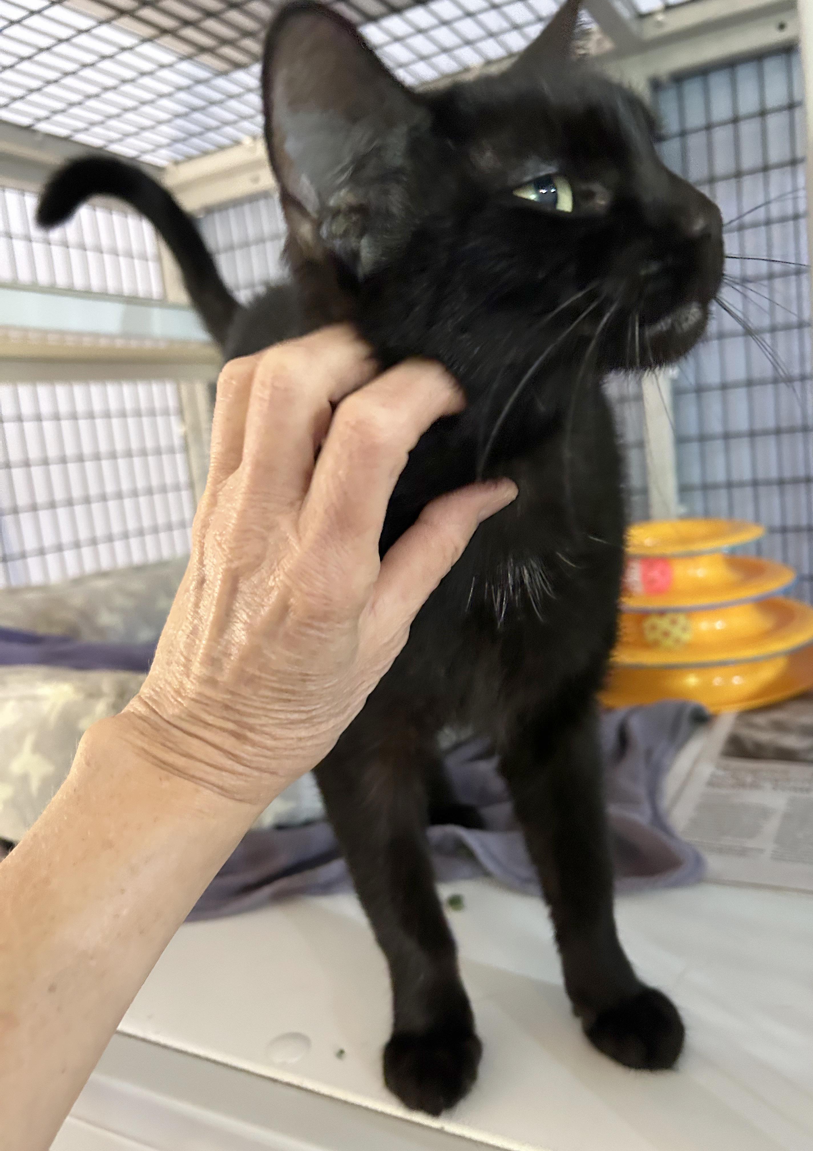 Enlarge Jit, a Adoptable Domestic Short Hair in Parkville, MO image 3/6