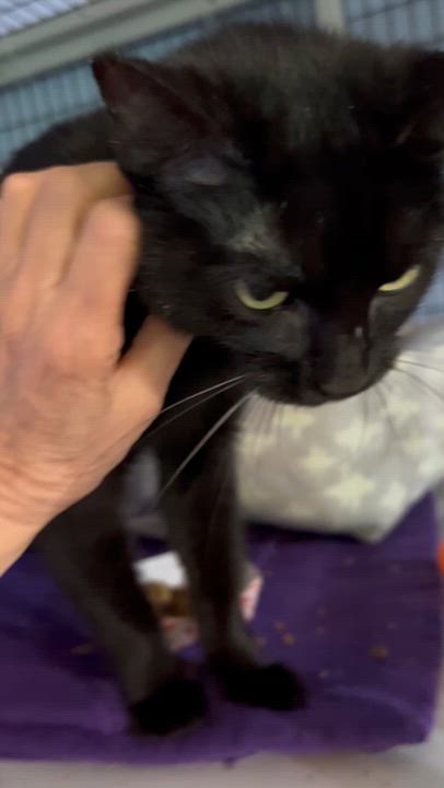 Enlarge Jit, a Adoptable Domestic Short Hair in Parkville, MO video 5/6