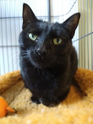 Rose, Adoptable, Kitten Female Domestic Short Hair & Domestic Short Hair.