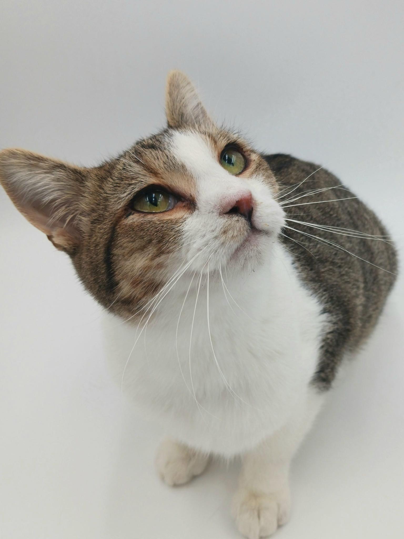 Lemmy, Adult Male Domestic Short Hair
