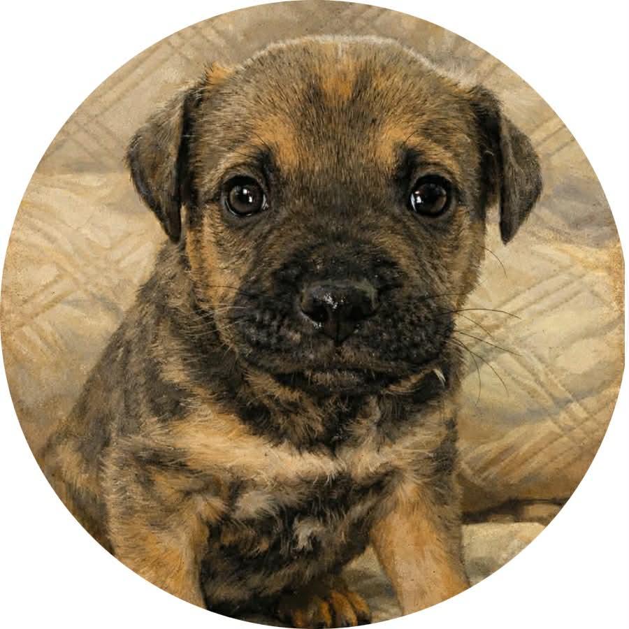 Benny, ADOPTABLE, Puppy Male Hound & Retriever.