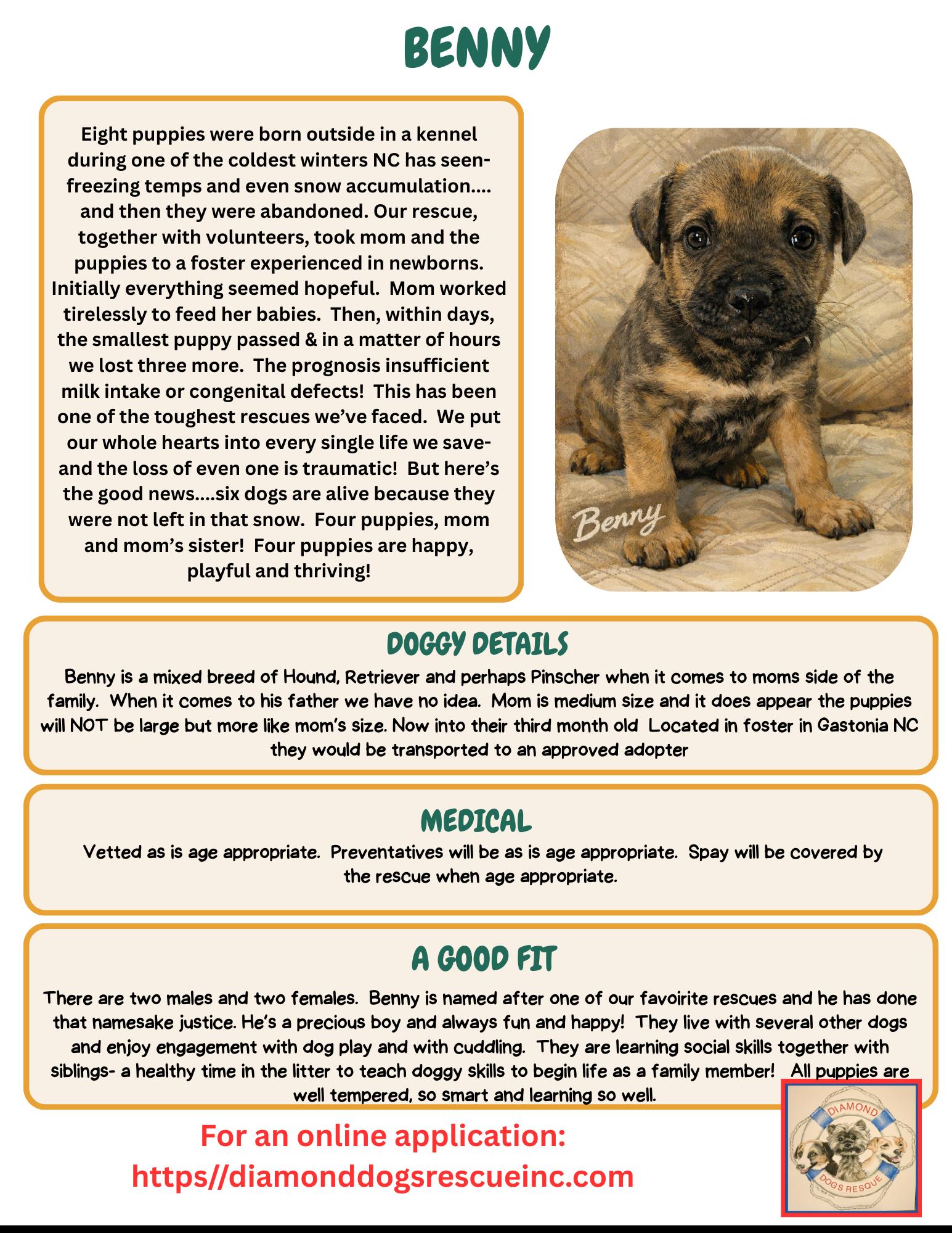 Enlarge Benny, an adopted mixed breed in Mount Holly, NJ image 2/6