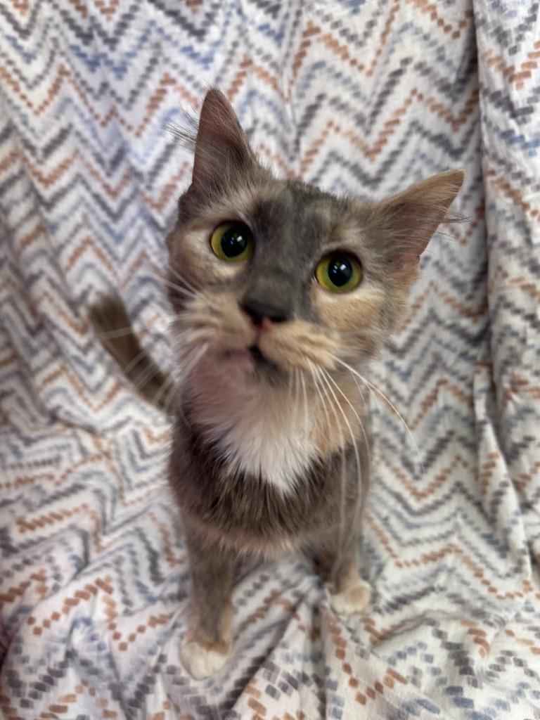 Betty Genes, Adoptable, Adult Female Domestic Short Hair.