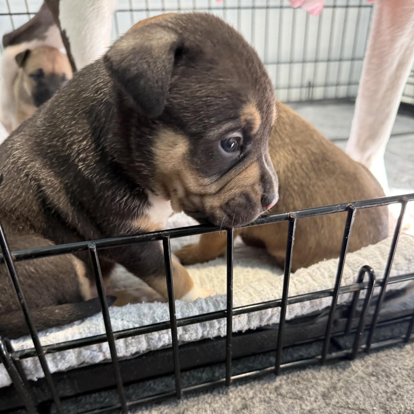 Enlarge Brutus, a ADOPTABLE mixed breed in Grafton, OH image 3/3