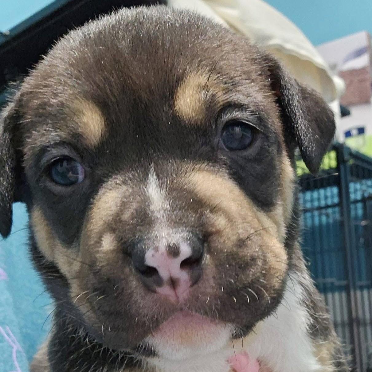 Brutus, ADOPTABLE, Puppy Male Bulldog.