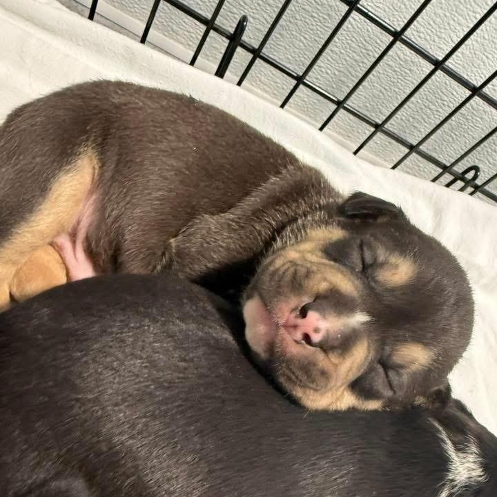 Enlarge Brutus, a ADOPTABLE mixed breed in Grafton, OH image 2/3