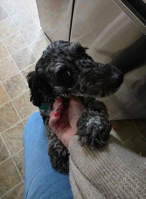 Enlarge Rocky Road, a ADOPTABLE Miniature Poodle in Williamsburg, VA image 4/5