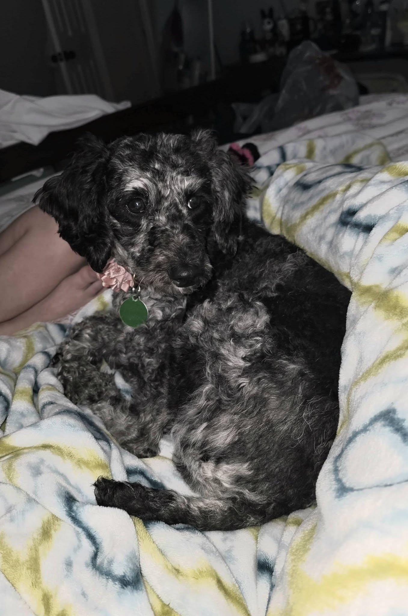 Enlarge Rocky Road, a ADOPTABLE Miniature Poodle in Williamsburg, VA image 3/5