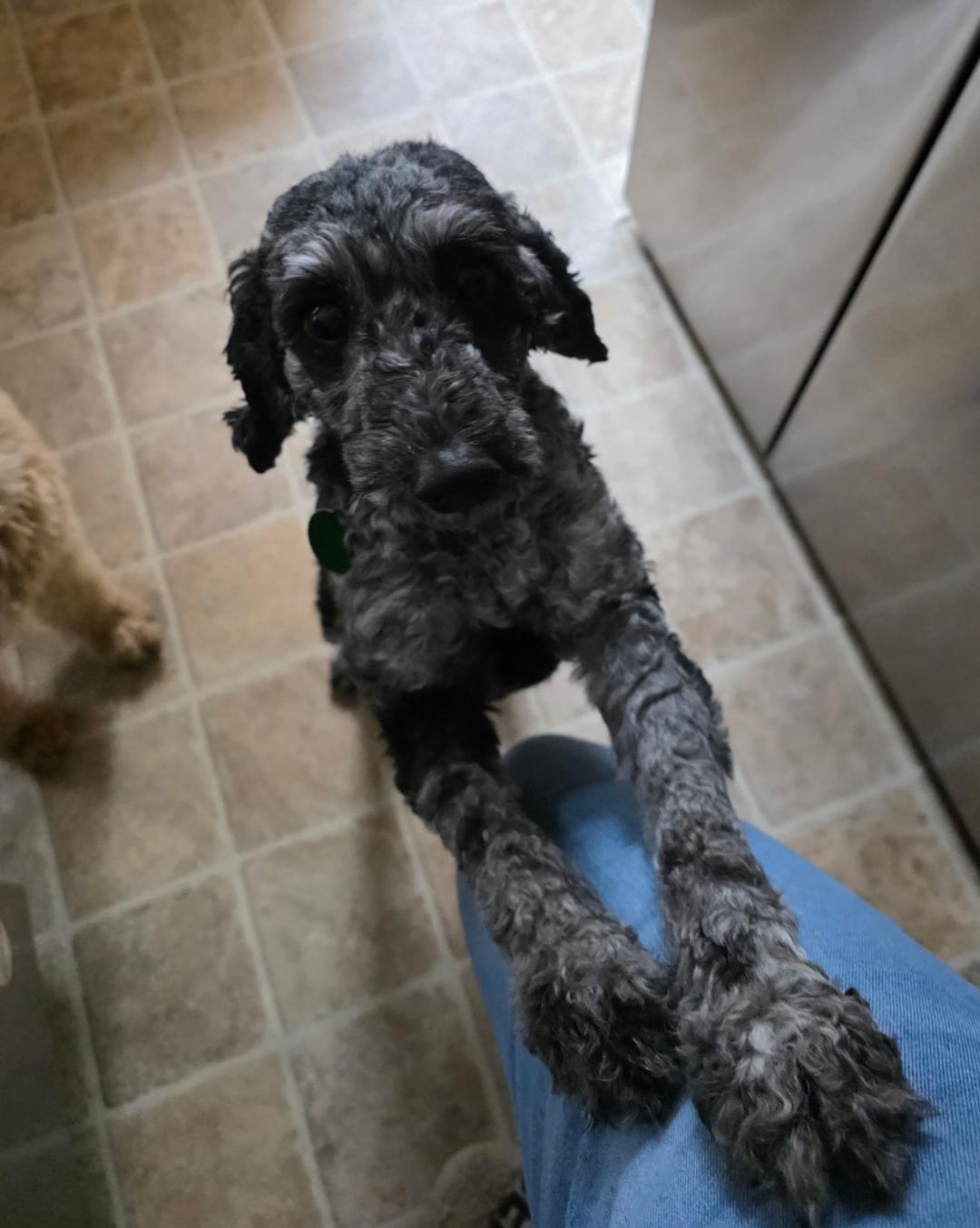 Enlarge Rocky Road, a ADOPTABLE Miniature Poodle in Williamsburg, VA image 5/5