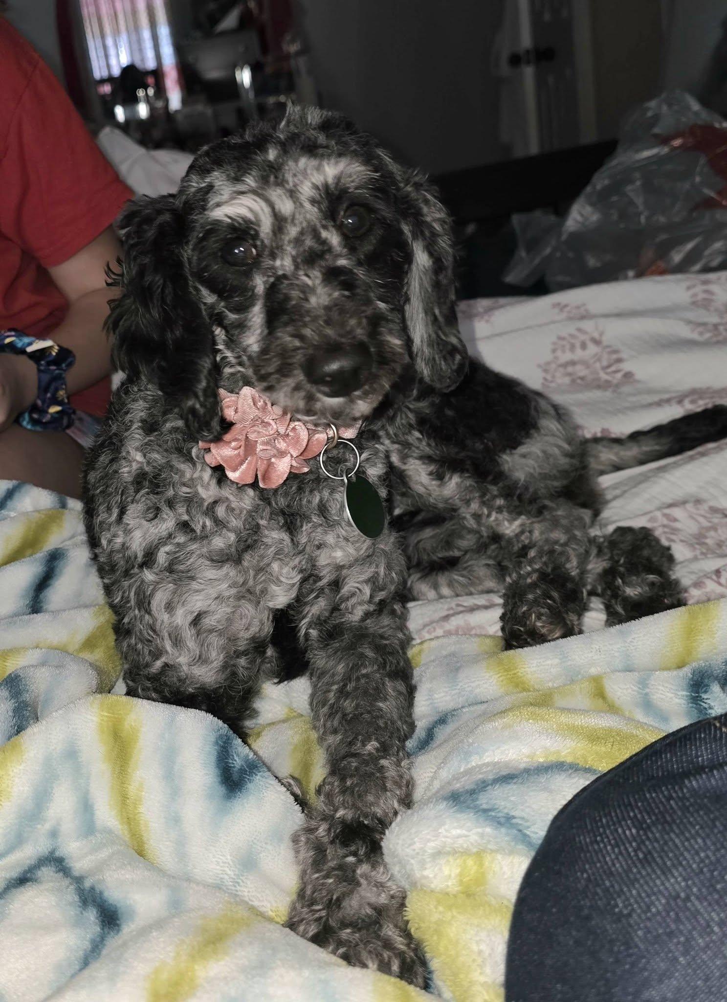 Enlarge Rocky Road, a ADOPTABLE Miniature Poodle in Williamsburg, VA image 2/5