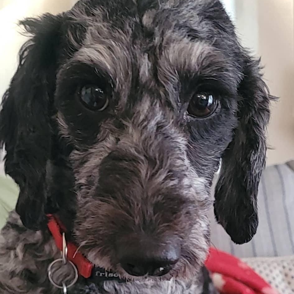 Enlarge Rocky Road, a ADOPTABLE Miniature Poodle in Williamsburg, VA image 1/5