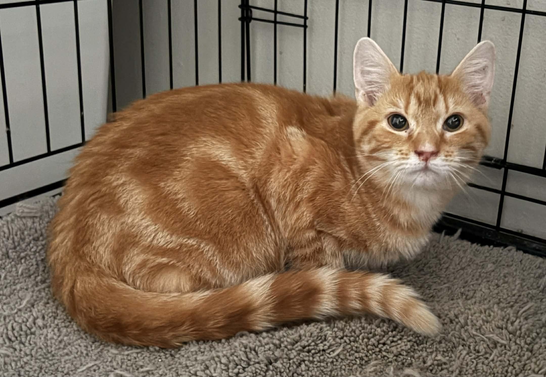 Enlarge Lioncourt, a ADOPTABLE Domestic Short Hair in Yorktown, IN image 1/1