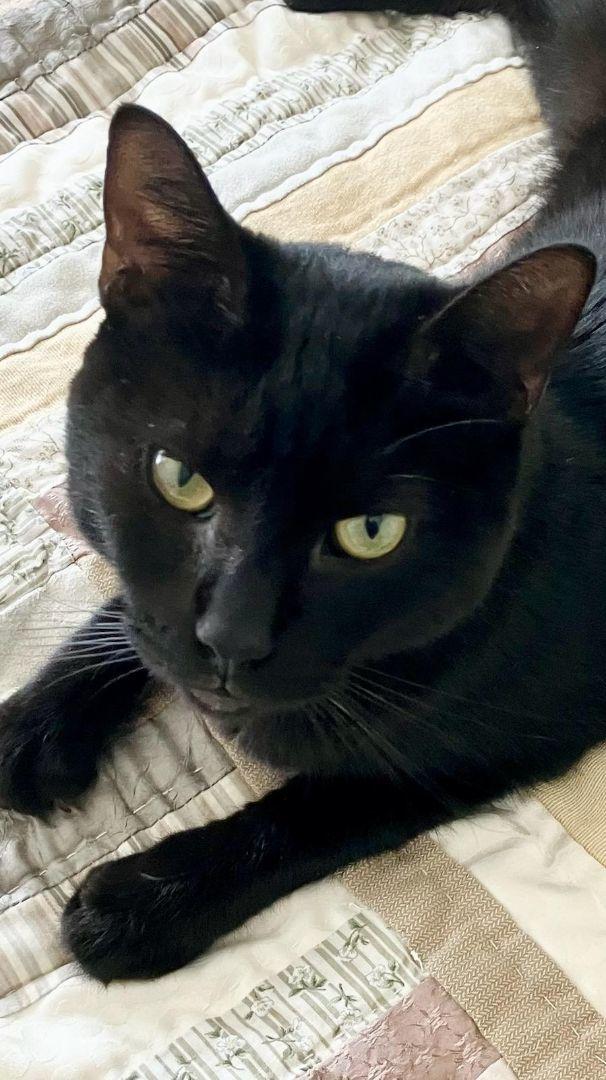 Enlarge Nicolette, a Adoptable Domestic Short Hair in Pompano Beach, FL image 1/3