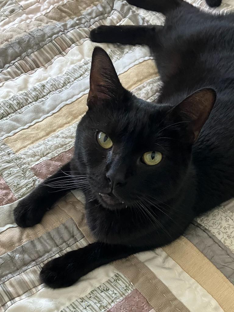 Enlarge Nicolette, a Adoptable Domestic Short Hair in Pompano Beach, FL image 3/3