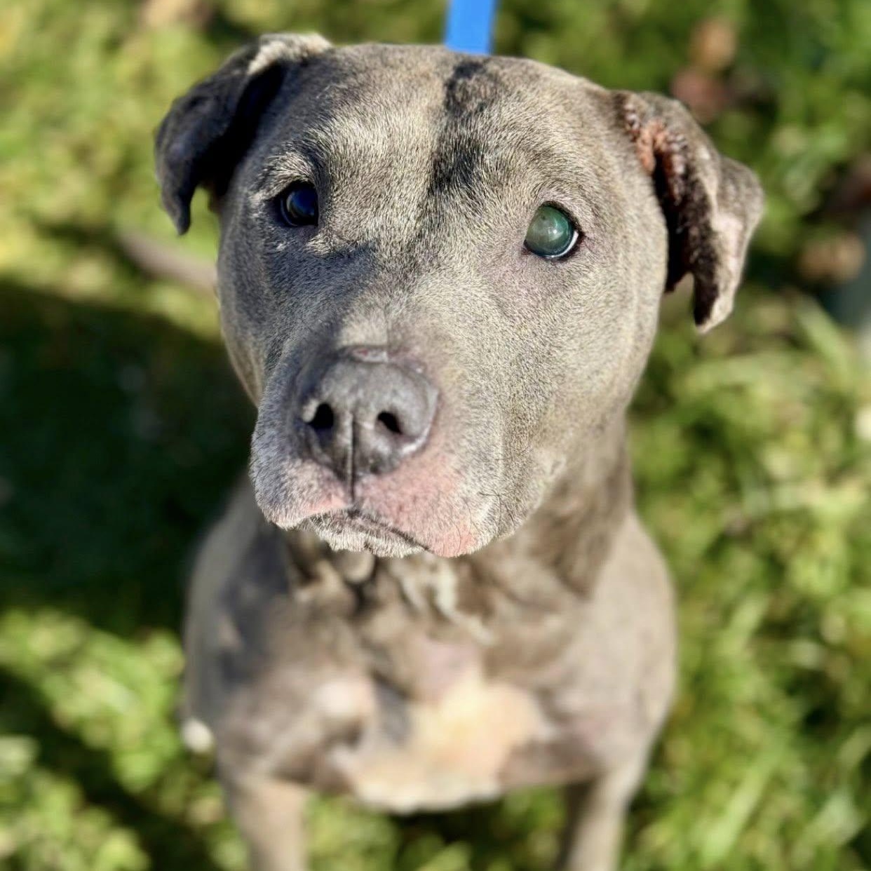 Enlarge Bubbles, a Adoptable mixed breed in Battle Creek, MI image 1/1