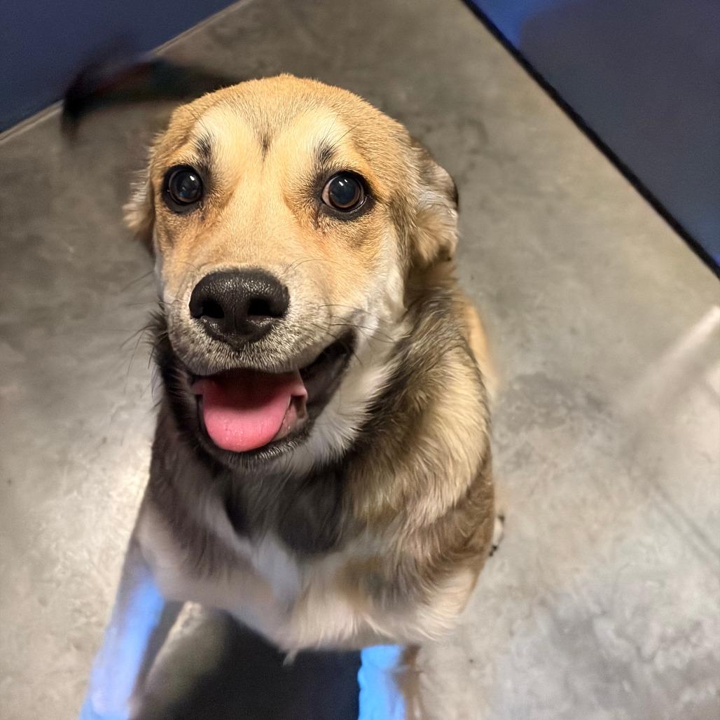 Francine, Adoptable, Puppy Female Shepherd & Husky.