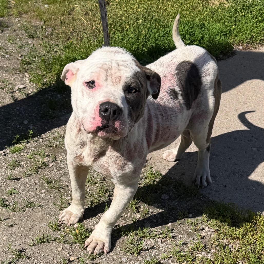 Freeway, Adoptable, Adult Male Pit Bull Terrier.