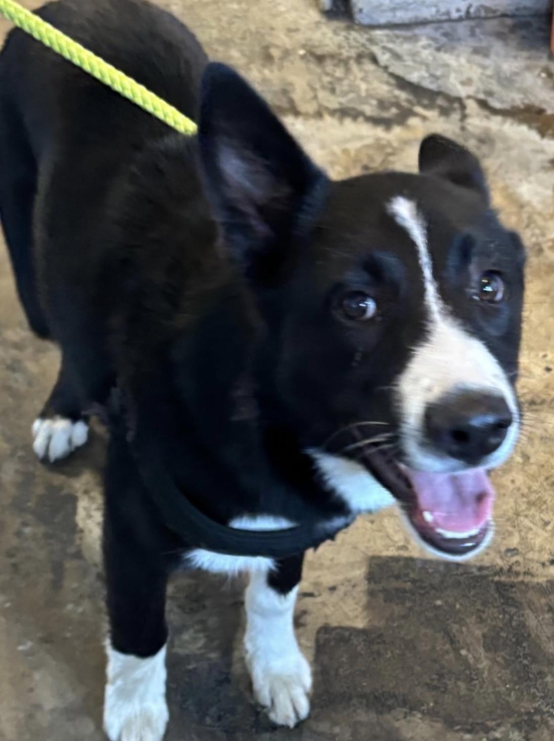 Diego ADOPTED 5