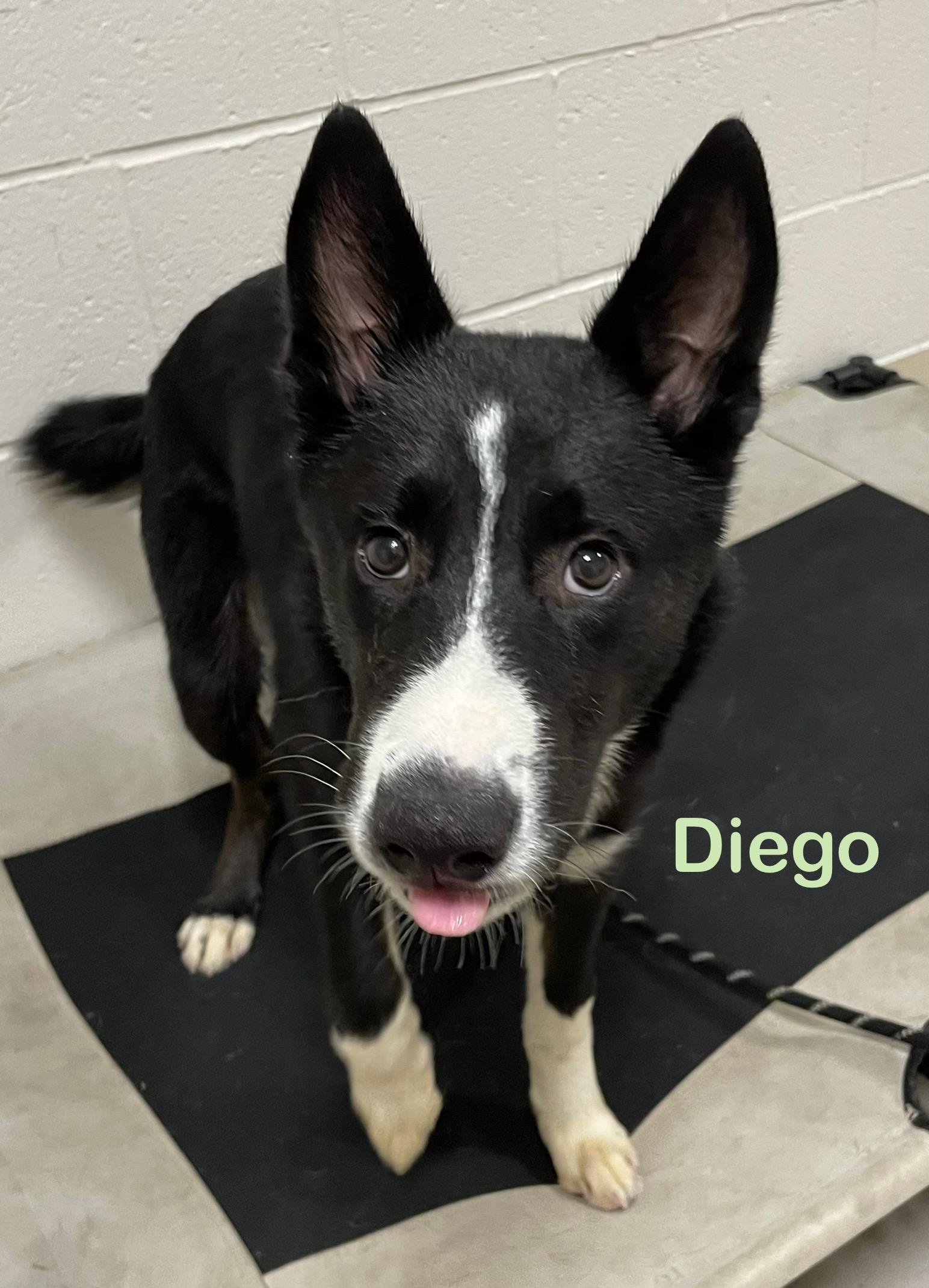 Diego ADOPTED