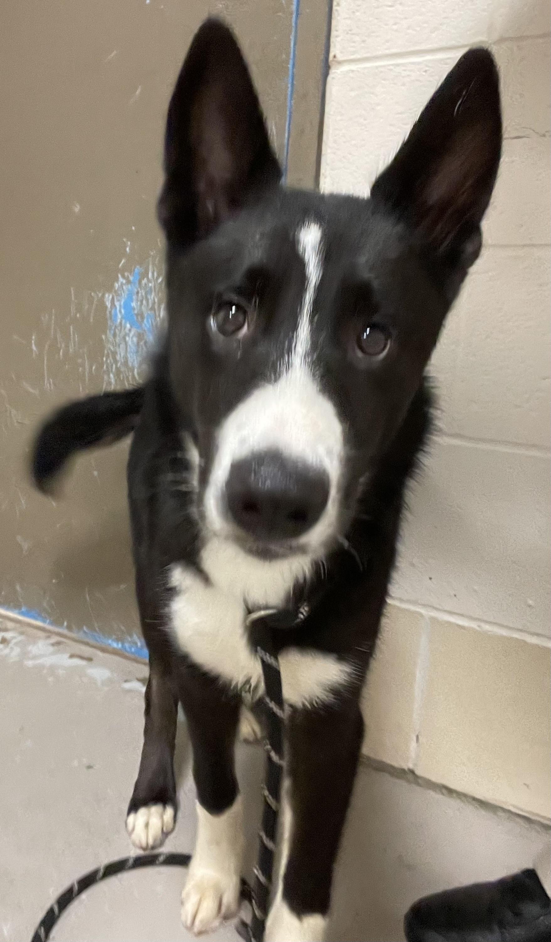 Diego ADOPTED 3