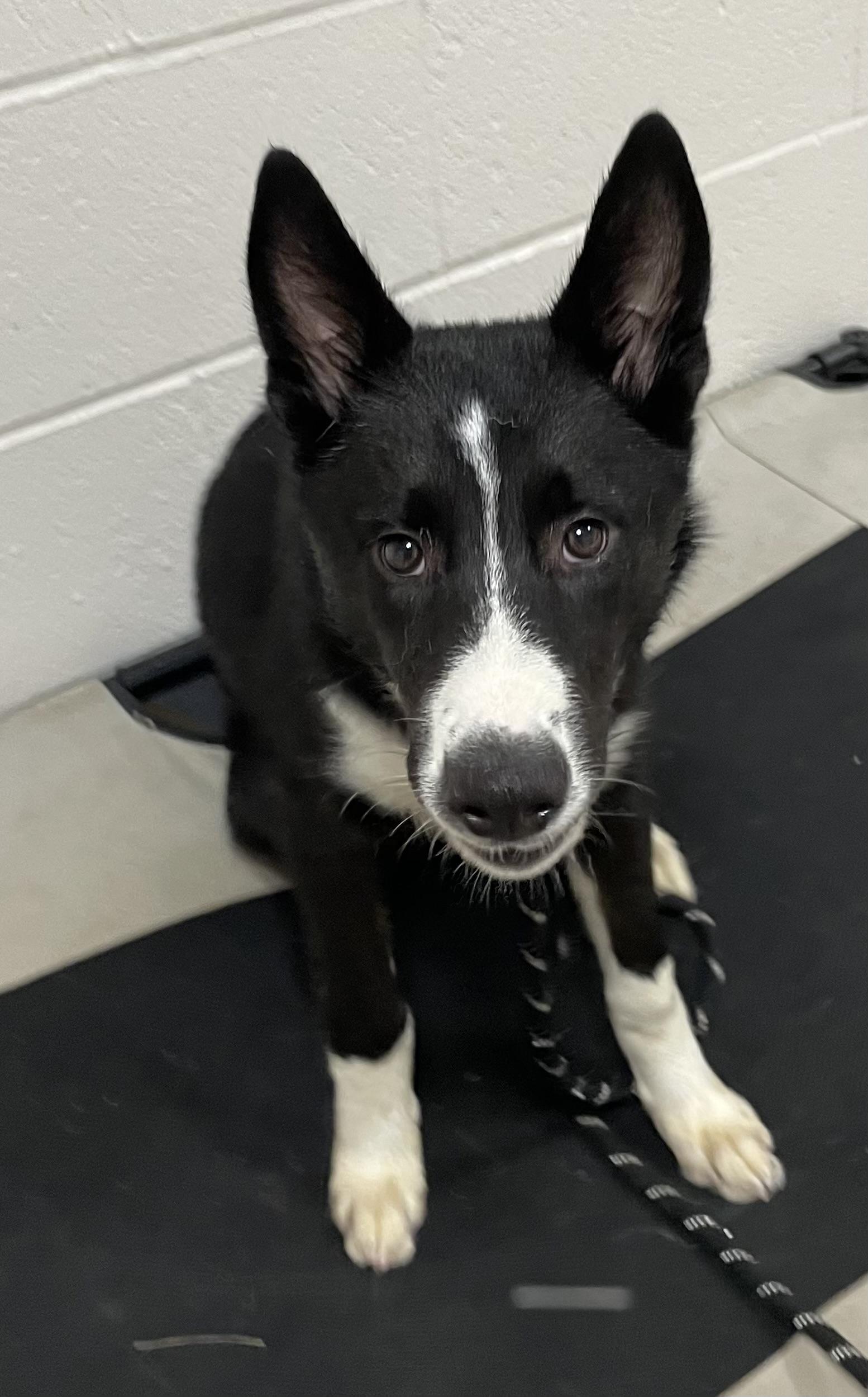 Diego ADOPTED 2
