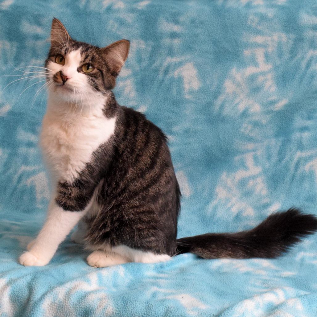 Enlarge Zelda, a Adoptable Domestic Short Hair in Eureka, CA image 1/3