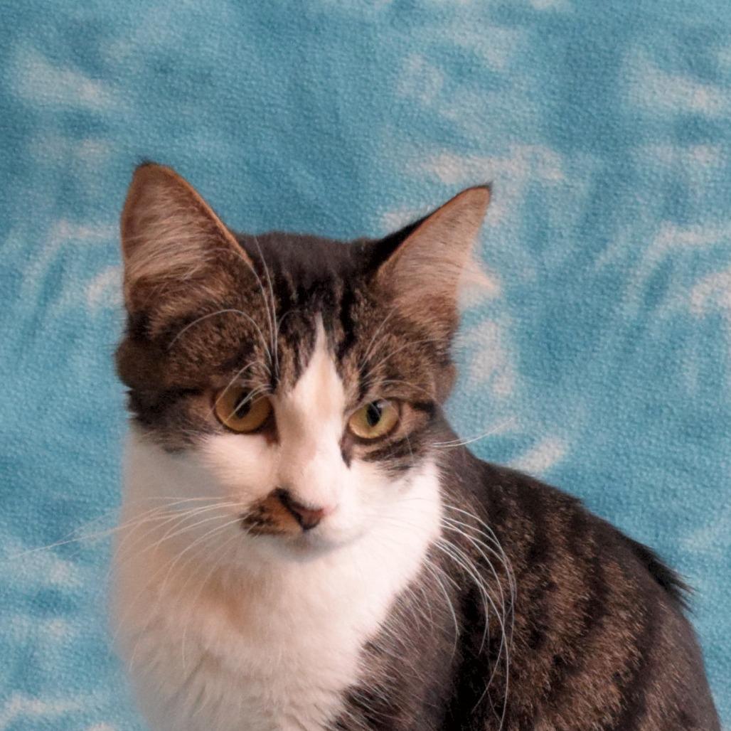 Enlarge Zelda, a Adoptable Domestic Short Hair in Eureka, CA image 2/3