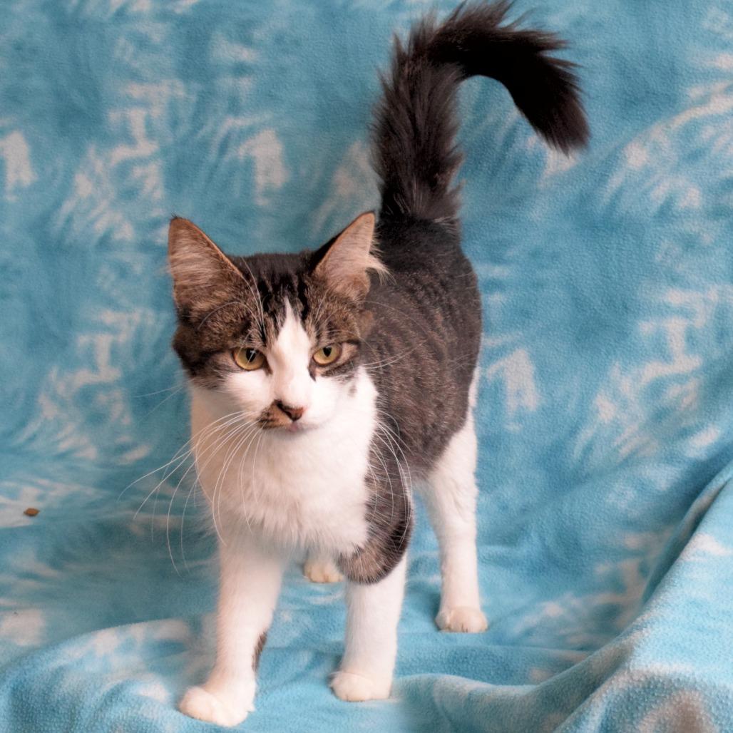 Enlarge Zelda, a Adoptable Domestic Short Hair in Eureka, CA image 3/3