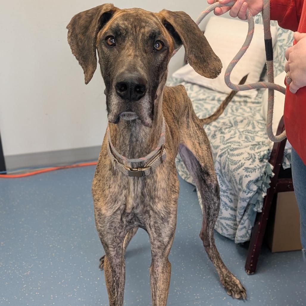 Enlarge Diablo, a Adoptable Great Dane in Watertown, NY image 1/2