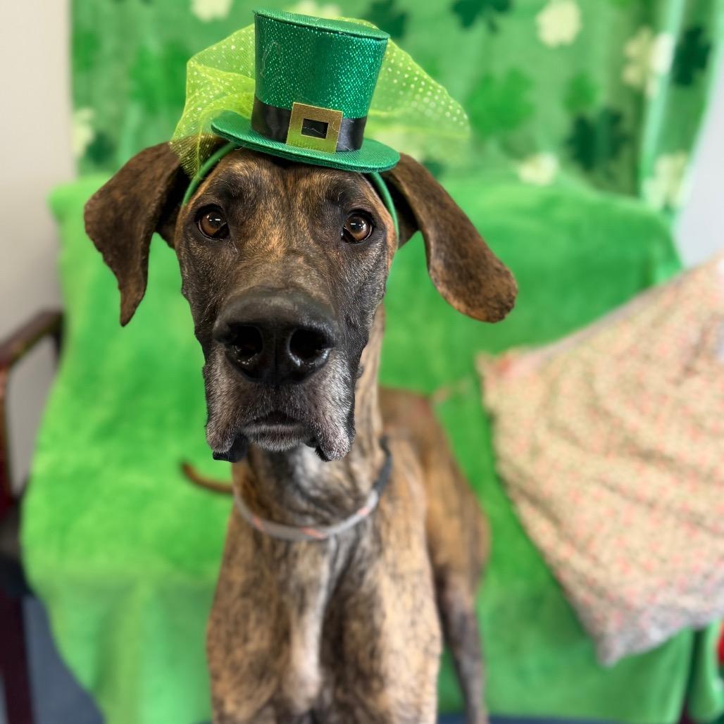 Enlarge Diablo, a Adoptable Great Dane in Watertown, NY image 2/2