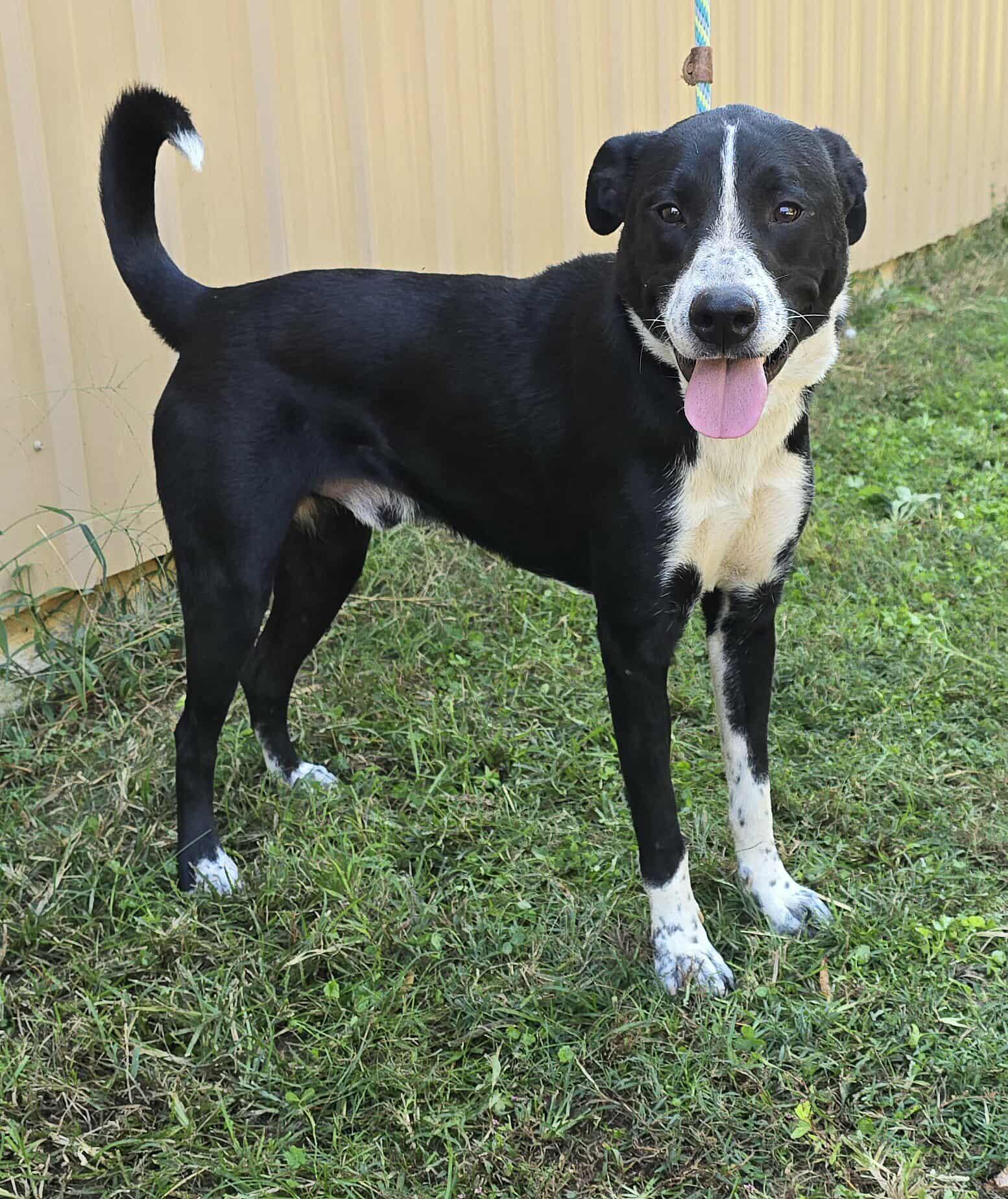 Enlarge Smokey, a Adoptable mixed breed in Newport, TN image 1/6
