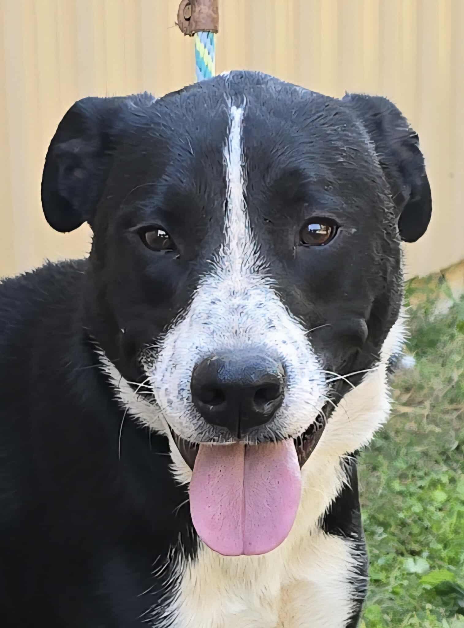 Enlarge Smokey, a Adoptable mixed breed in Newport, TN image 2/6