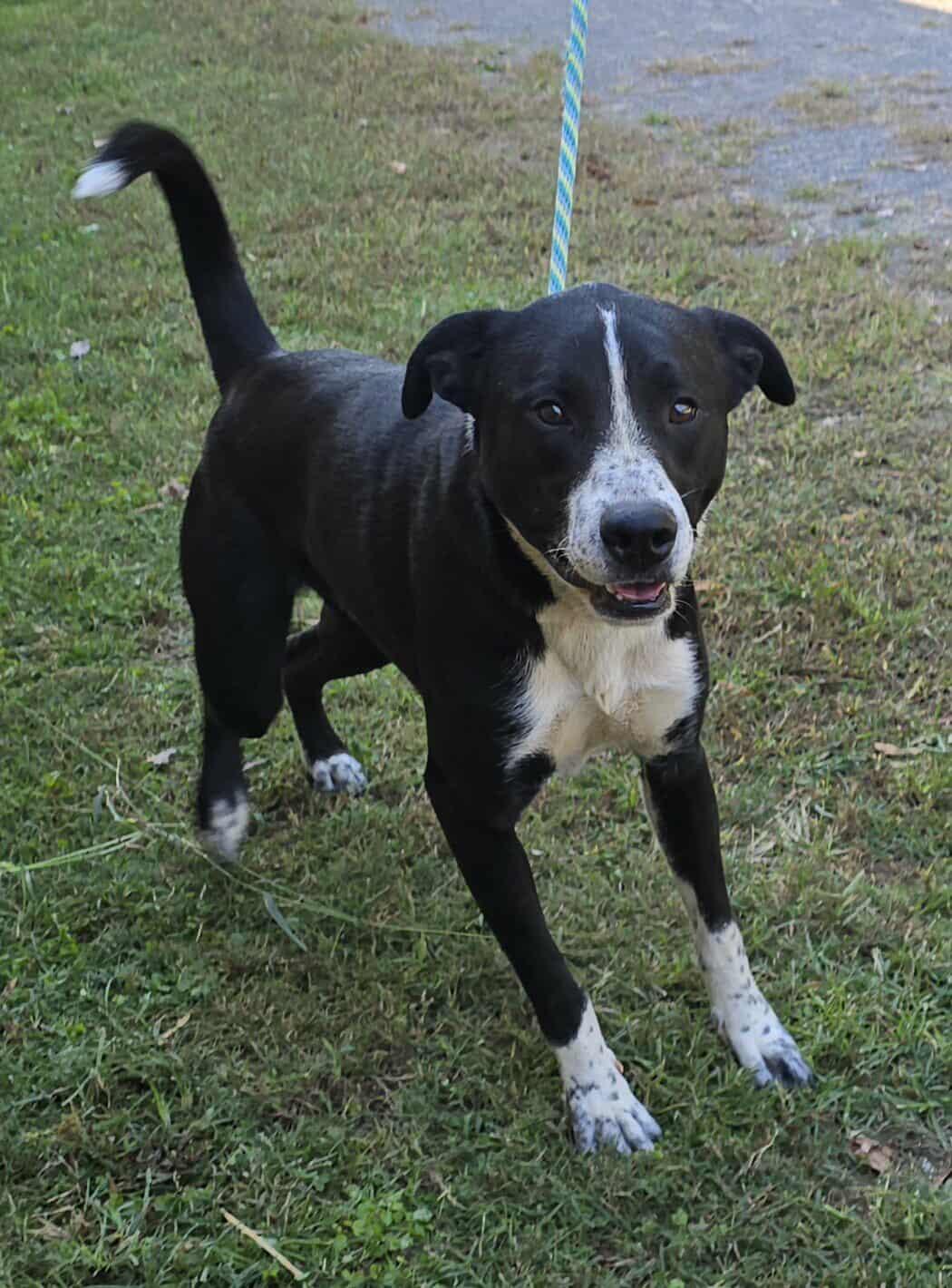 Enlarge Smokey, a Adoptable mixed breed in Newport, TN image 3/6
