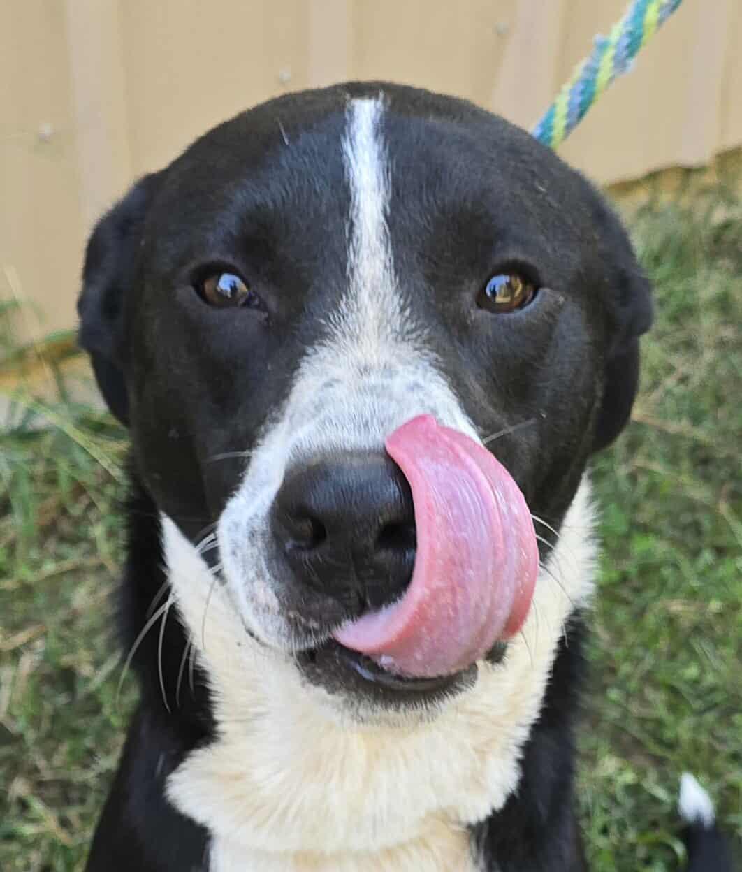Enlarge Smokey, a Adoptable mixed breed in Newport, TN image 4/6