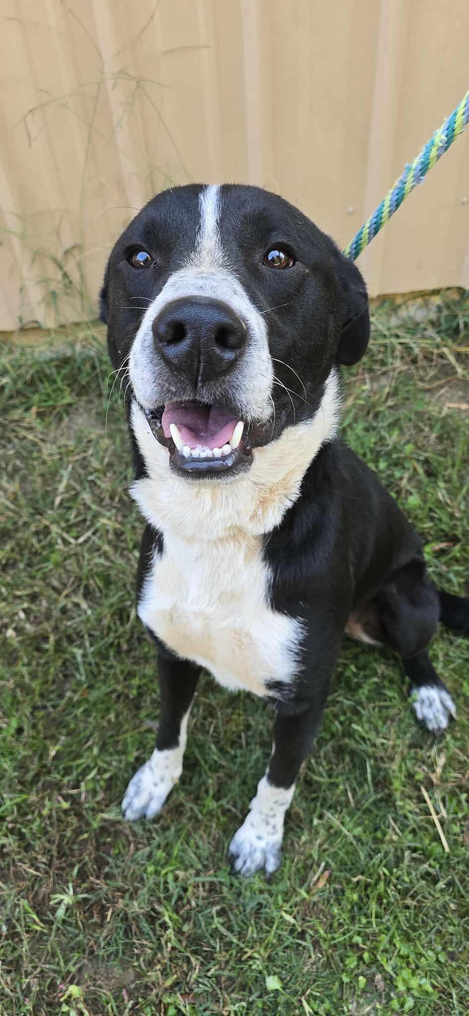 Enlarge Smokey, a Adoptable mixed breed in Newport, TN image 5/6
