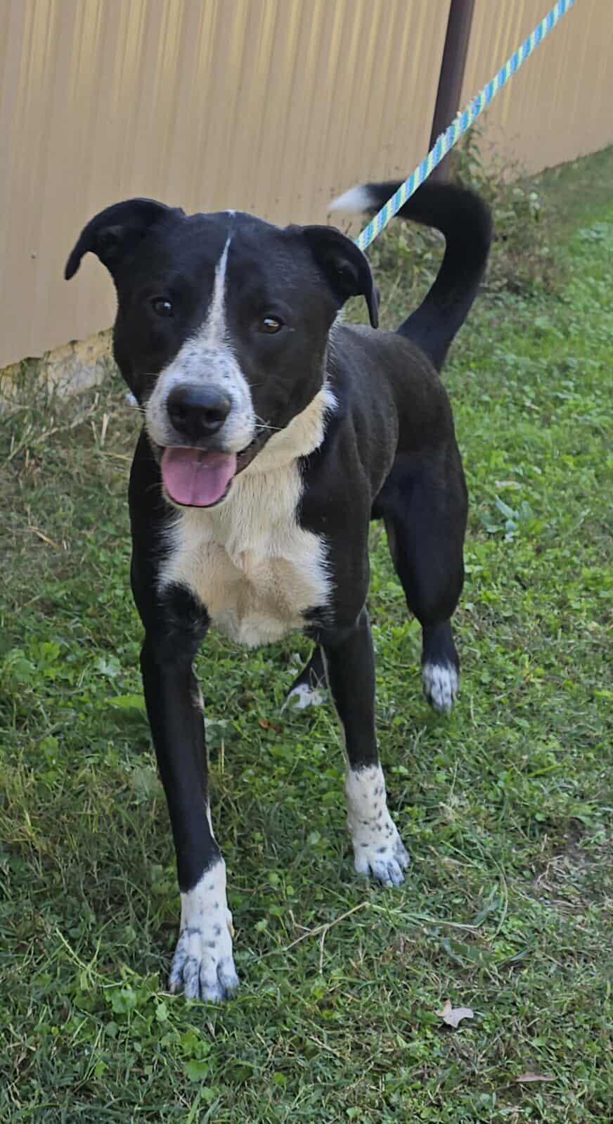 Enlarge Smokey, a Adoptable mixed breed in Newport, TN image 6/6